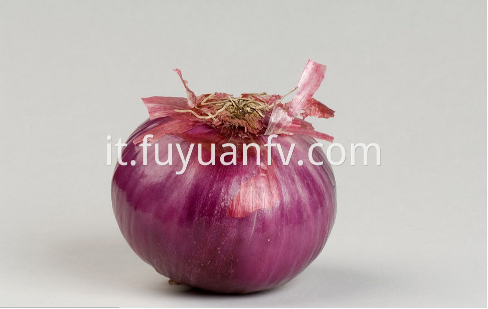 Red Onion 11